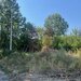 Teren Clinceni- Ordoreanu- langa Dig.